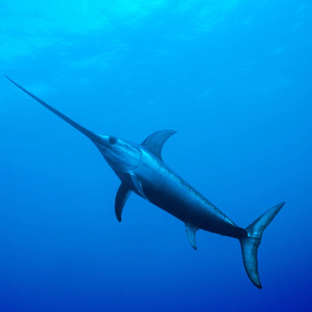 Cá kiếm bơi lội dưới làn nước xanh thẳm của đại dương