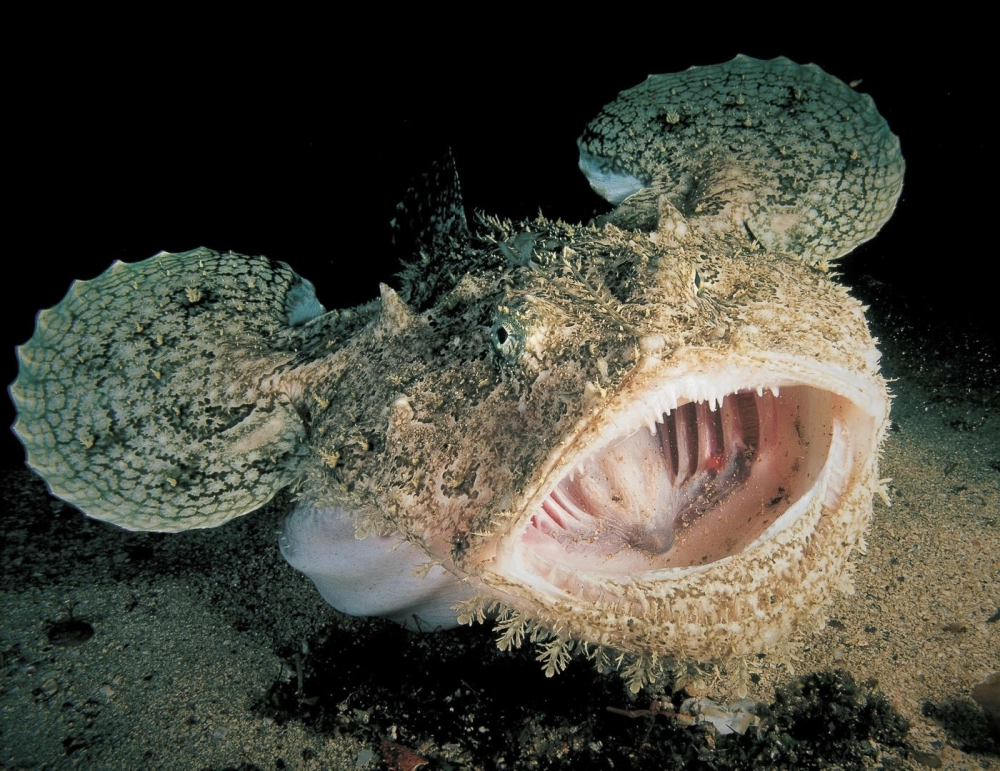 Hình xăm nghệ thuật lấy cảm hứng từ cá lồng đèn