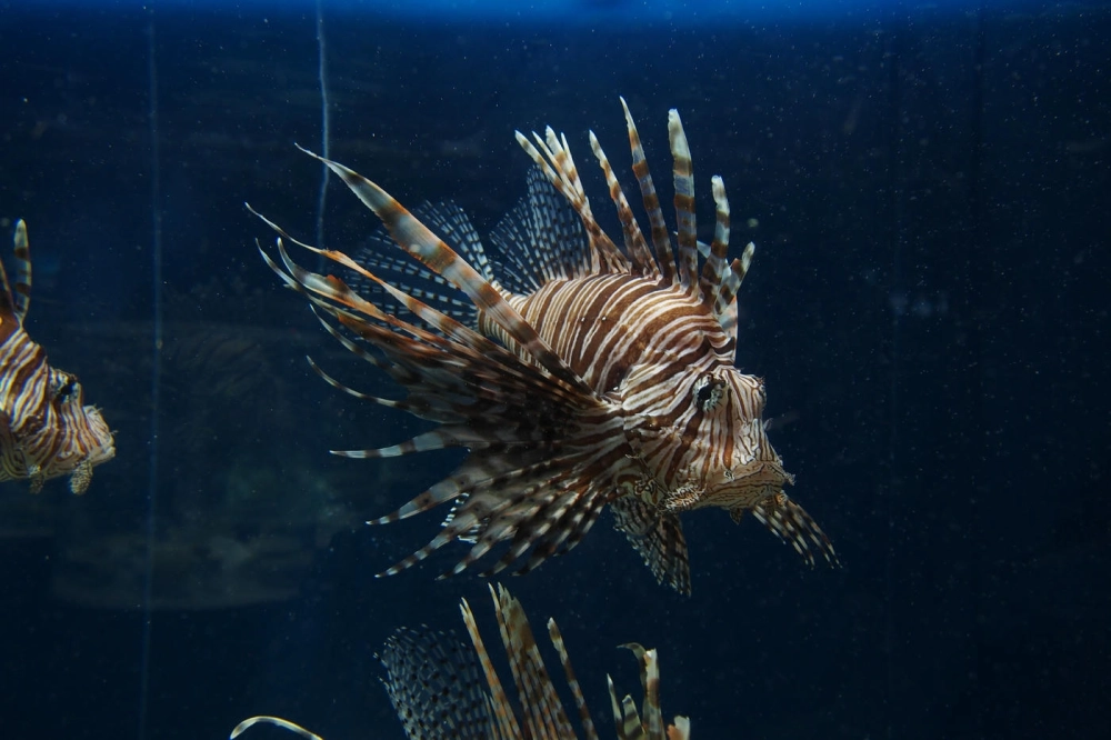 Cá Mao Tiên ẩn mình trong các rạn san hô tự nhiên