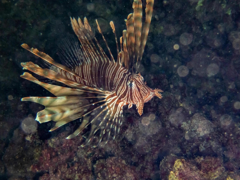 Sự tương phản màu sắc của cá Mao Tiên và nước biển