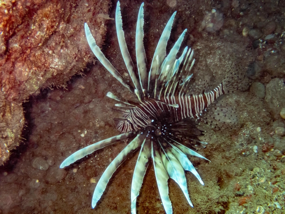 Ánh sáng xuyên qua bộ vây xuyên thấu của cá Mao Tiên