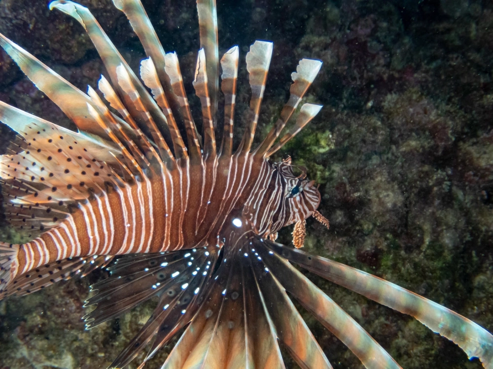 Đường nét mềm mại của cá Mao Tiên khi di chuyển