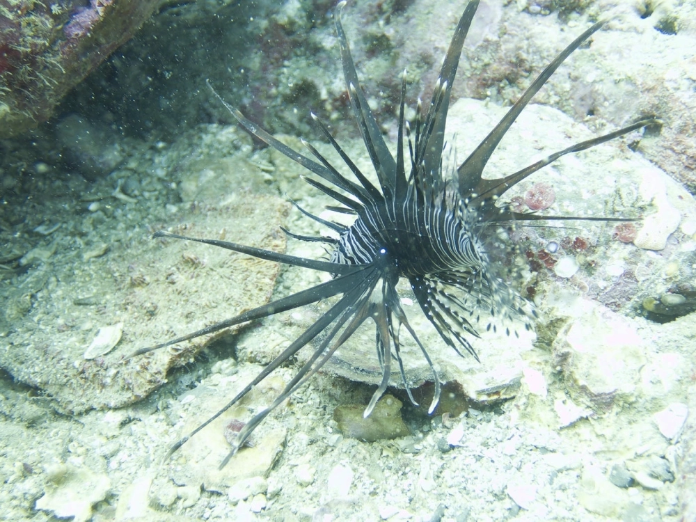 Khoảnh khắc cá sư tử xòe cánh như loài chim phượng hoàng