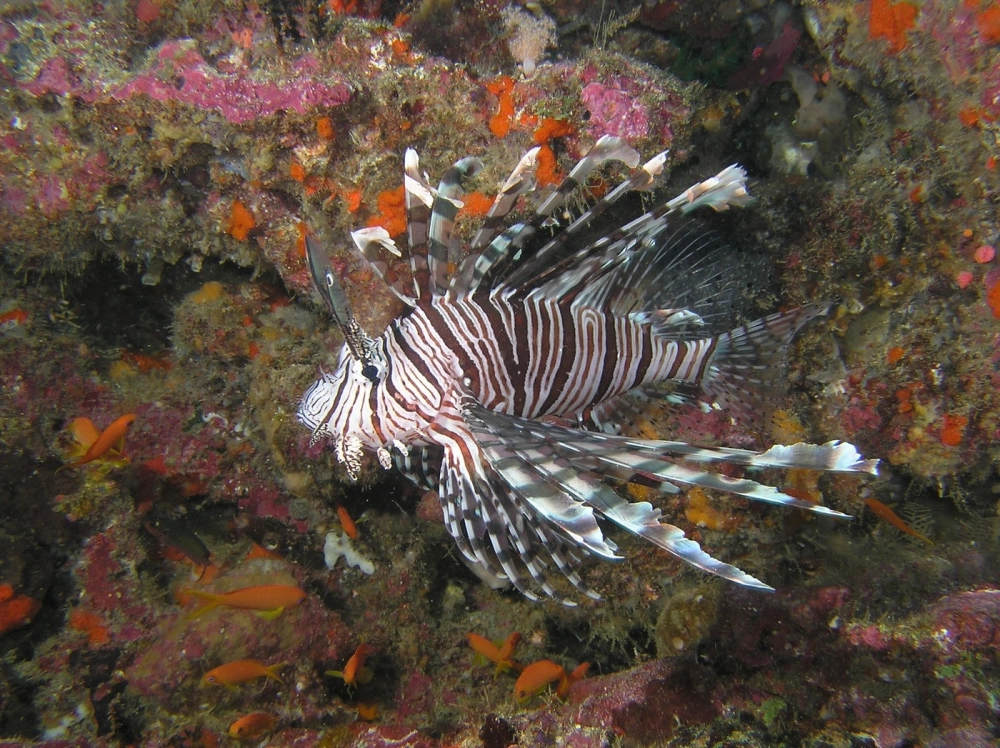 Màu sắc tự nhiên độc đáo trên mình cá Mao Tiên