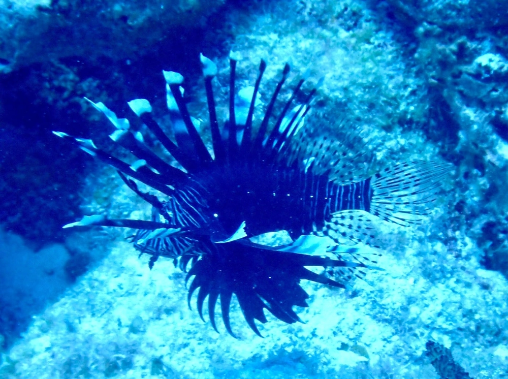 Cá sư tử vây dài bơi giữa những đàn cá nhỏ