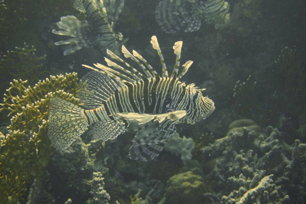 Cận cảnh mắt và đầu của loài cá Mao Tiên uy nghi