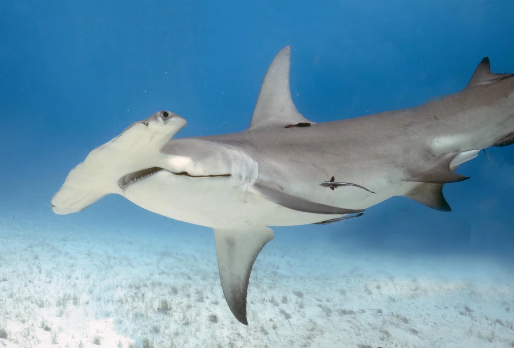 Khoảnh khắc cá mập búa ẩn mình trong làn nước mờ ảo