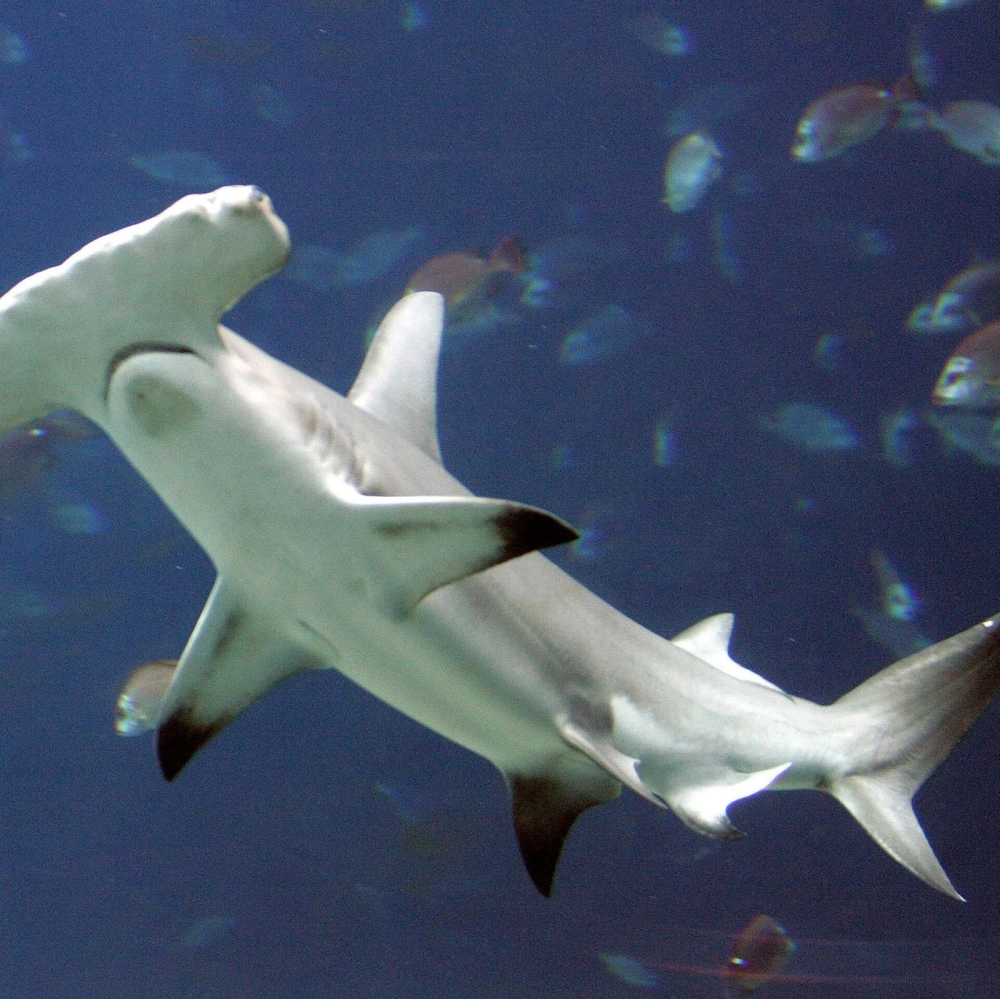 Sự chuyển động linh hoạt của cá mập búa dưới đáy biển