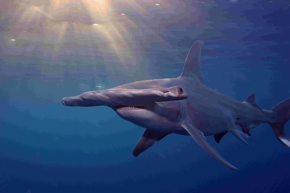 Cá mập búa bơi gần mặt nước xanh ngắt
