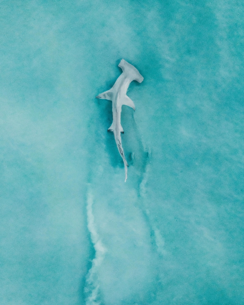 Góc nhìn trực diện đầy quyền uy của loài cá mập búa