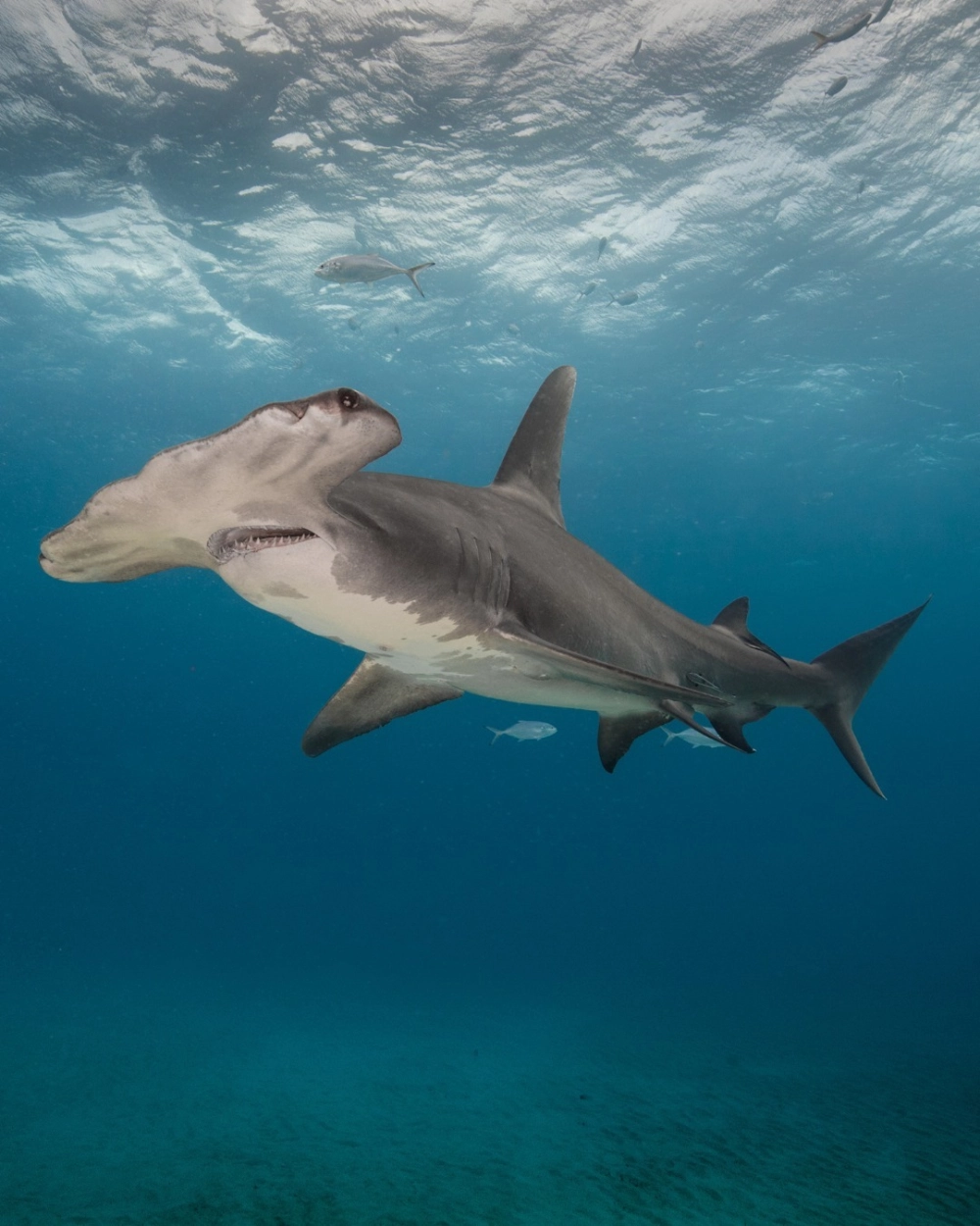 Đàn cá mập búa di cư tạo nên cảnh tượng hùng vĩ