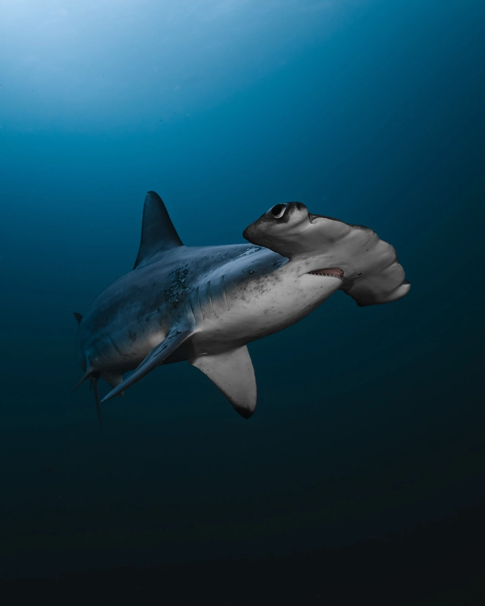 Cá mập búa bơi đơn độc trong làn nước xanh thẳm