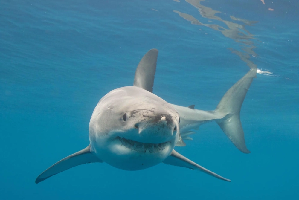 Hình ảnh cá mập trắng săn mồi trên mặt biển đầy kịch tính