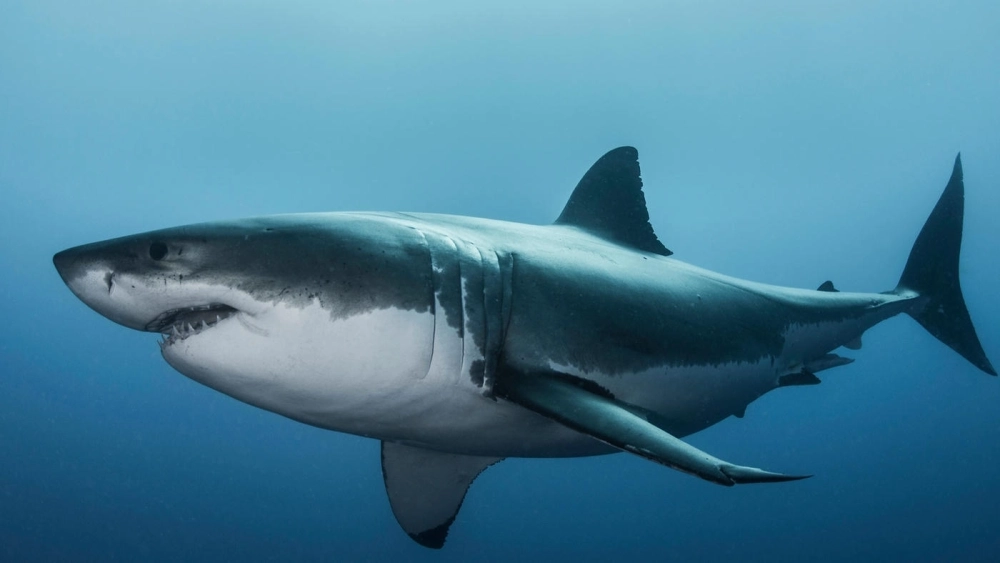 Bóng đen cá mập trắng ẩn hiện dưới làn nước sâu