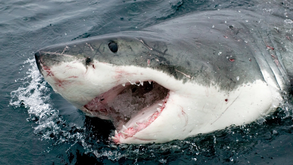 Chân dung cá mập trắng oai vệ dưới làn nước xanh thẳm