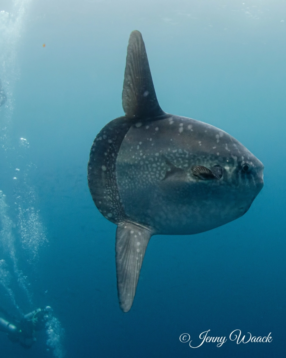 Cận cảnh mắt và miệng của cá Mặt Trăng