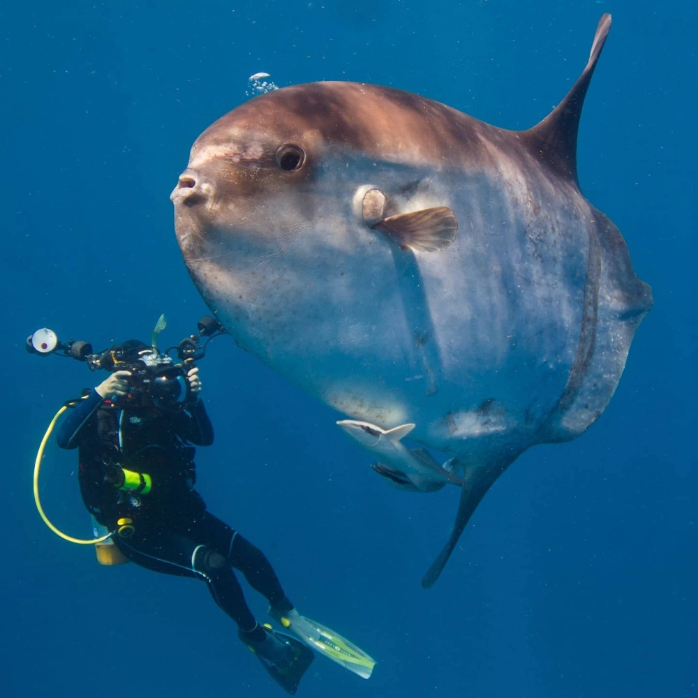 Cá Mặt Trăng lướt đi trong dòng nước xanh