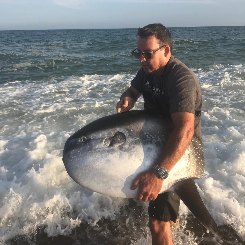 Màu sắc da đặc trưng của cá Mặt Trăng đại dương