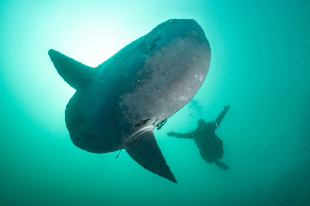 Hình ảnh loài cá Mặt Trăng bơi chậm rãi