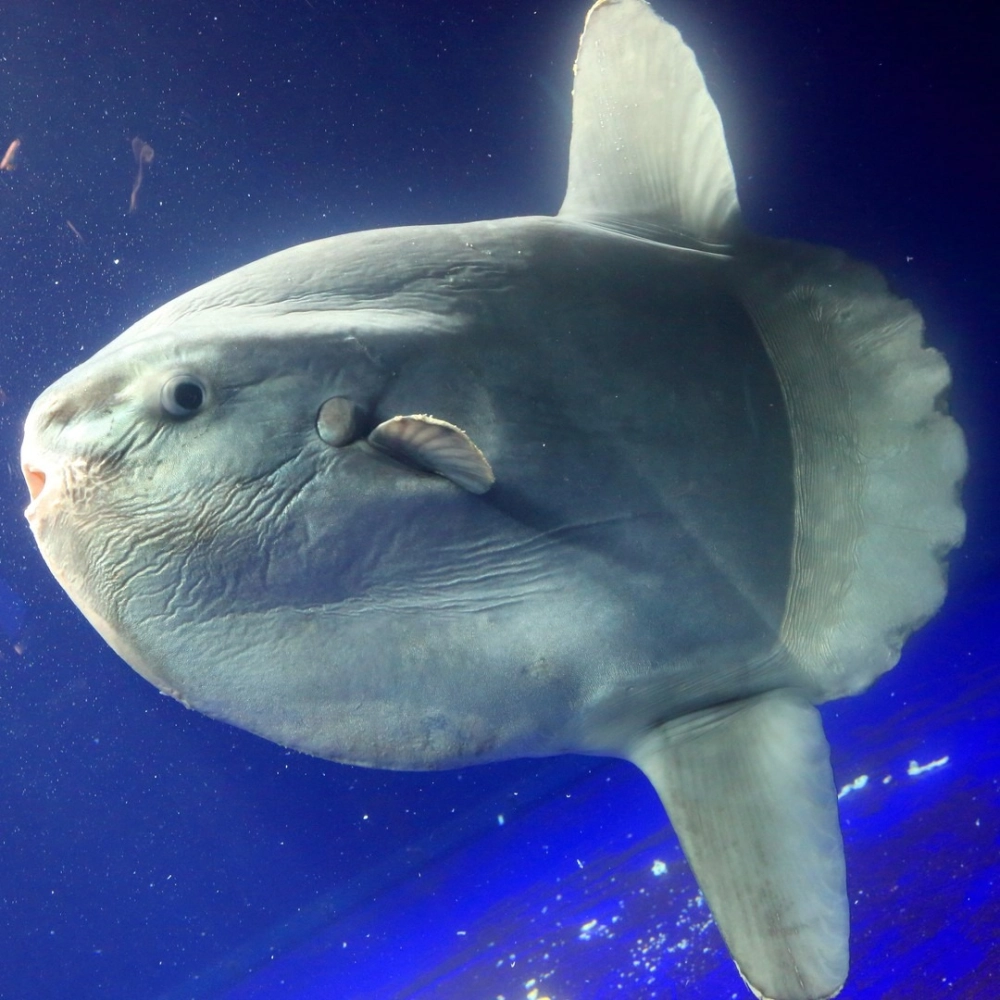 Mẫu hình ảnh cá Mặt Trăng cho thiết kế đồ họa