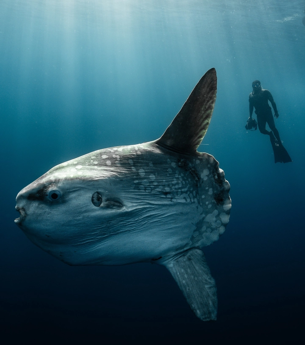 Góc nhìn trực diện của một con cá Mặt Trăng