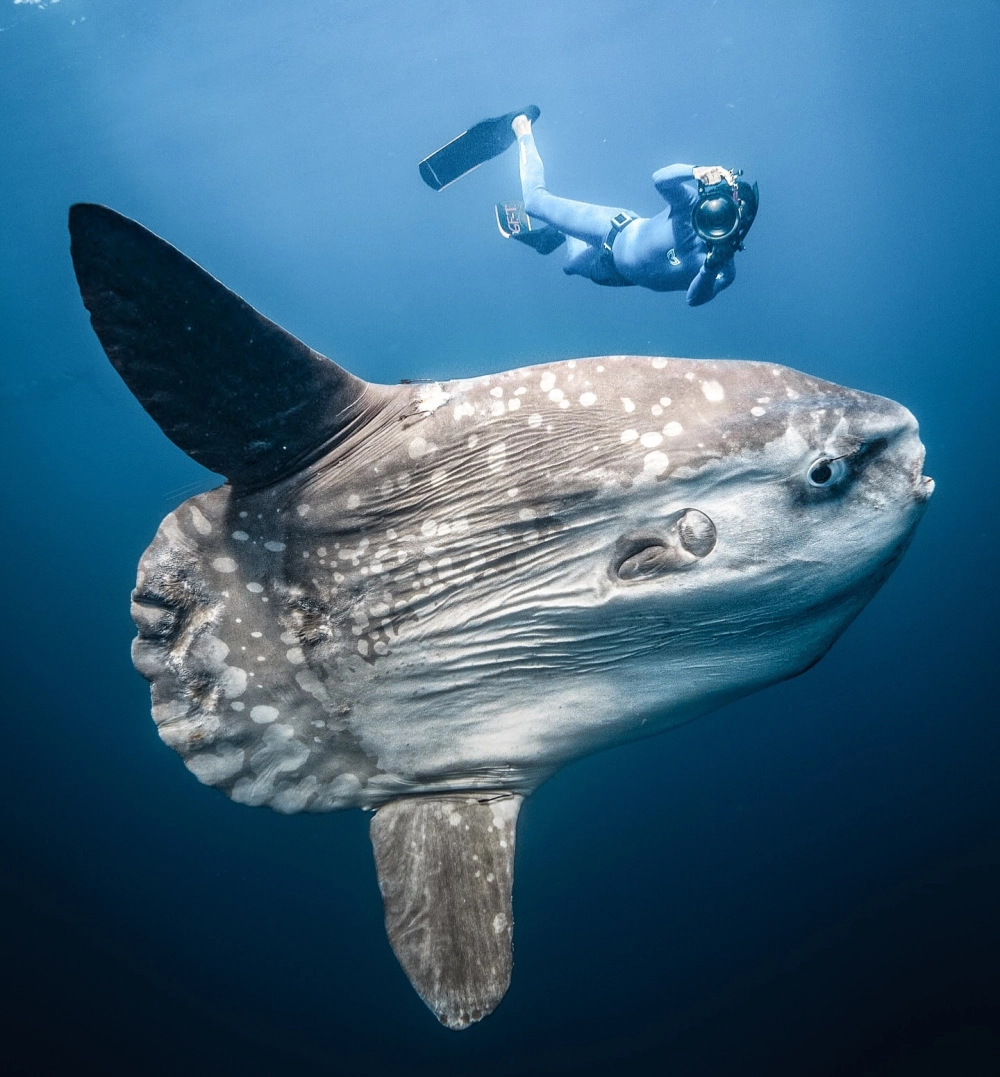 Cá Mặt Trăng Mola mola giữa rạn san hô