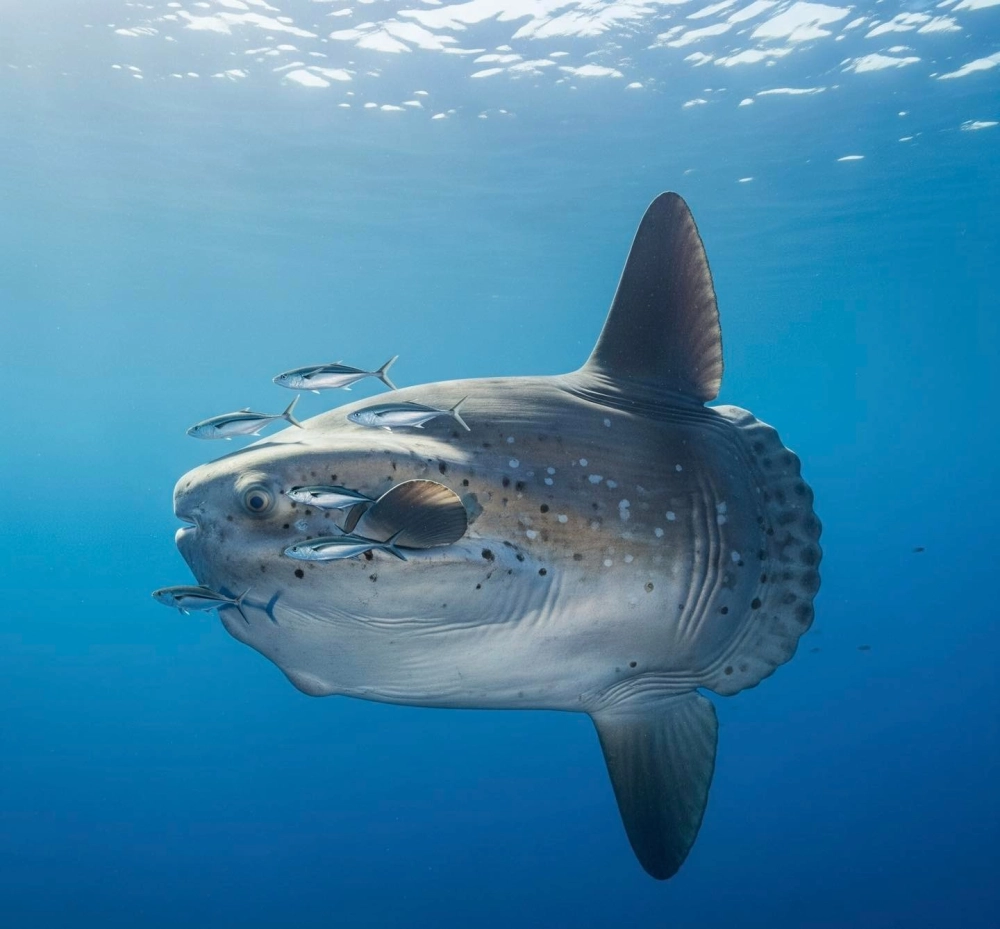 Vẻ đẹp kỳ ảo của cá Mặt Trăng trong đại dương