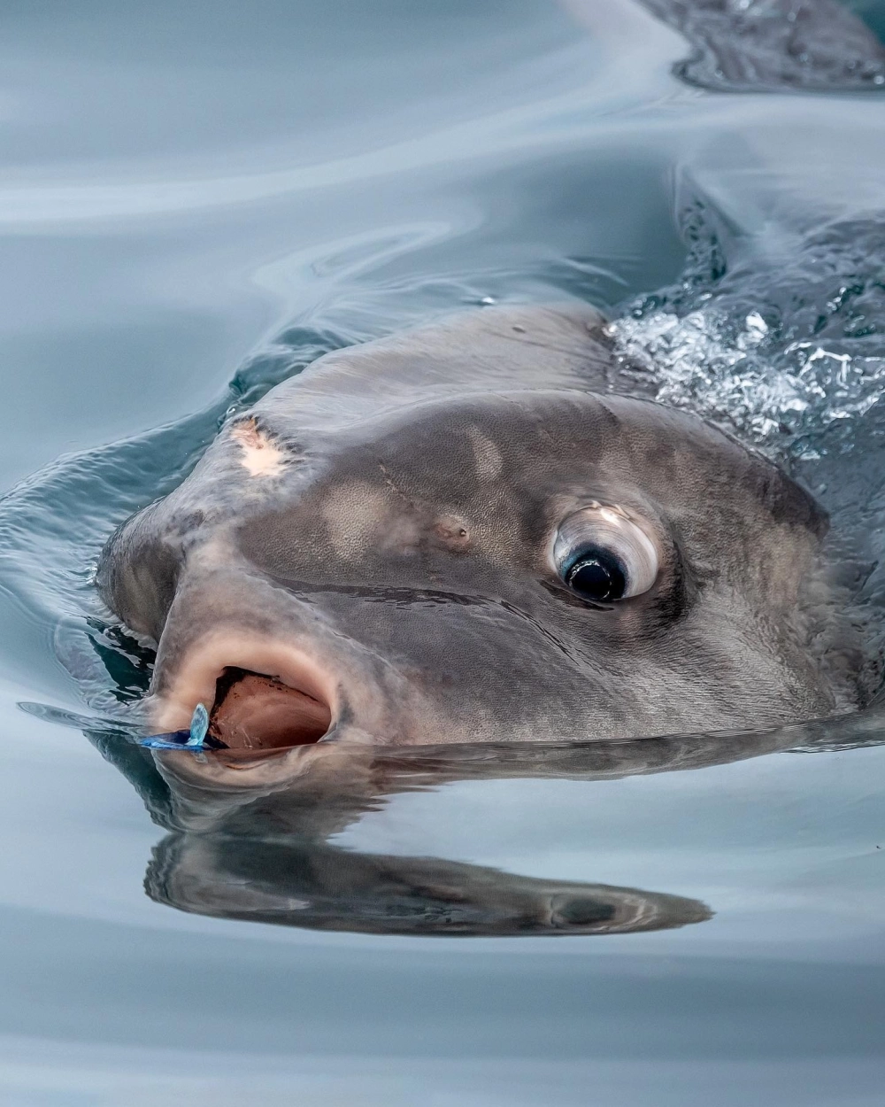 Khoảnh khắc cá Mặt Trăng nổi lên mặt nước tắm nắng