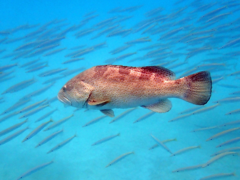 Cá mú đang ẩn nấp chờ đợi con mồi bên cạnh thảm hải quỳ