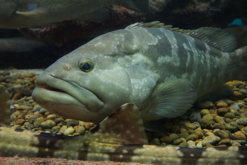 Góc nhìn từ trên cao xuống một đàn cá mú đang di cư