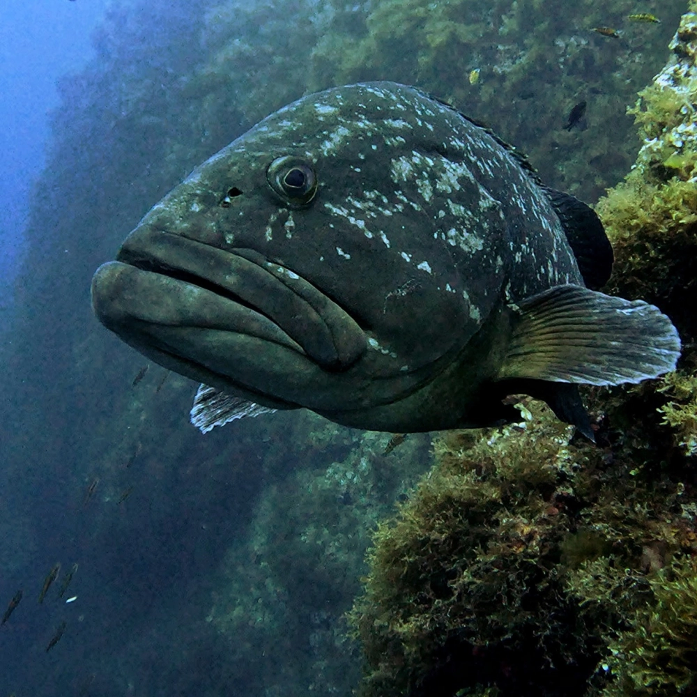 Góc chụp nghệ thuật tập trung vào đôi mắt tinh anh của cá mú