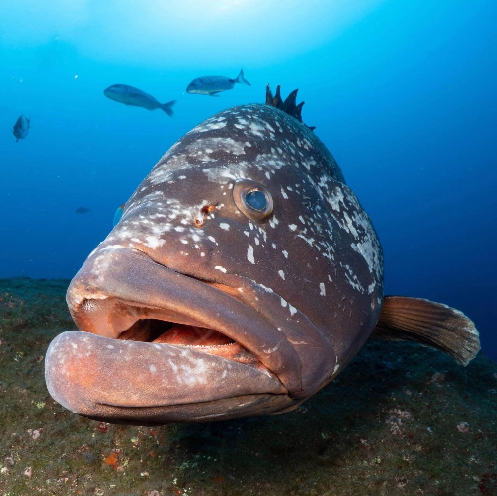 Hình ảnh cá mú trong môi trường thủy cung nhân tạo hiện đại