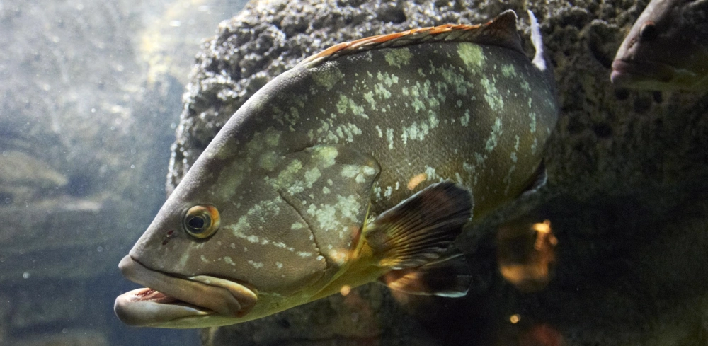 Cá mú đỏ rực rỡ nổi bật giữa nền san hô xanh biếc