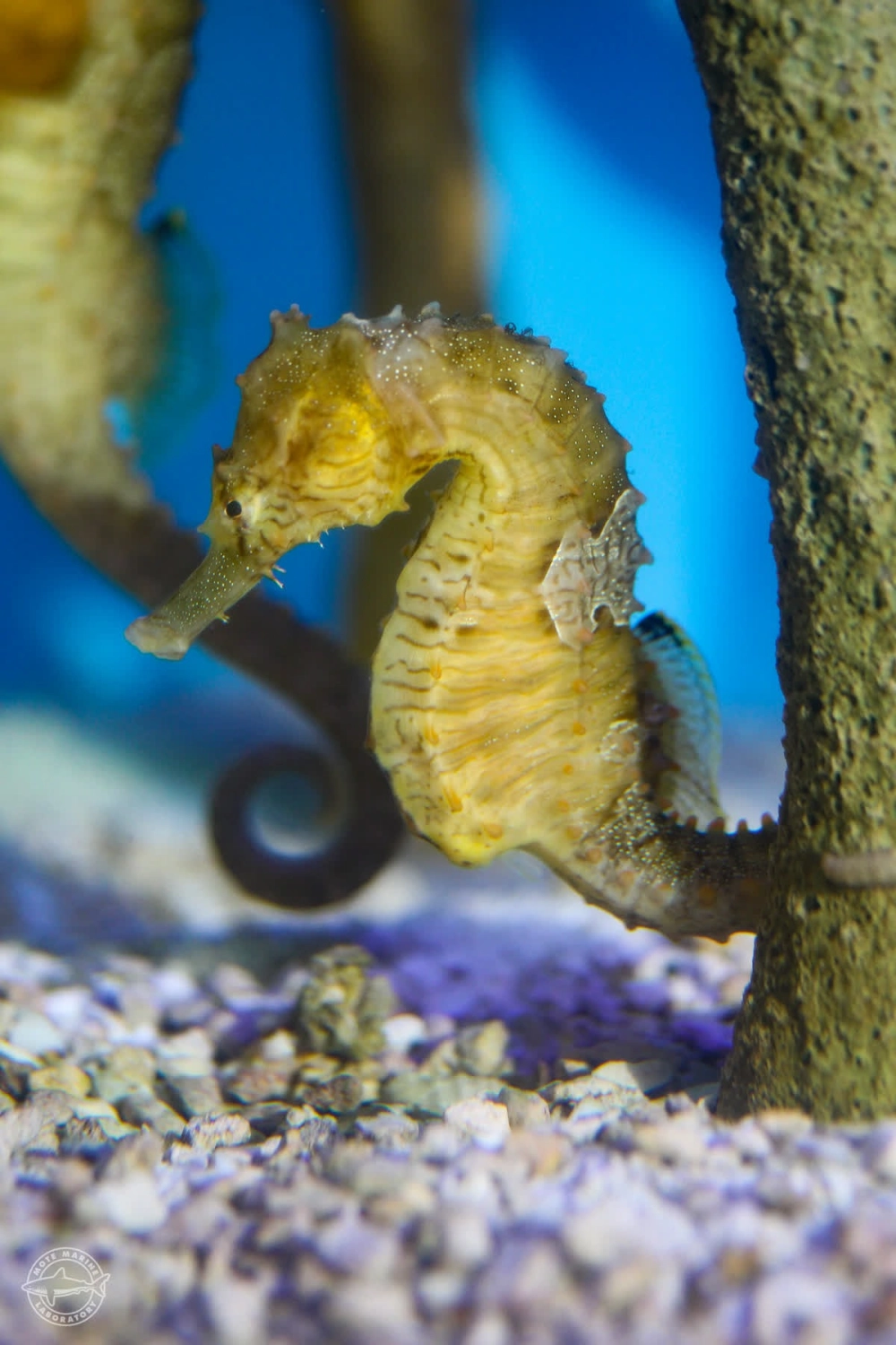 Đàn cá ngựa bơi lội giữa những dòng hải lưu ấm áp