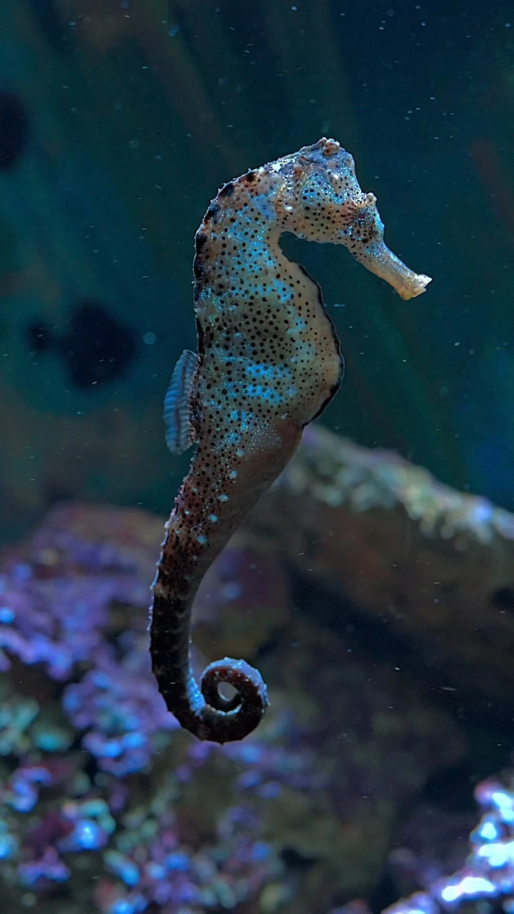 Cá ngựa xanh ngọc bích hòa mình vào nước biển trong vắt