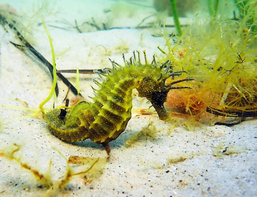 Hình ảnh cá ngựa mẹ và đàn con nhỏ đang di chuyển