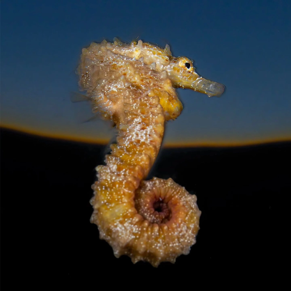 Cá ngựa cam nhỏ bé bám vào rạn san hô rực rỡ