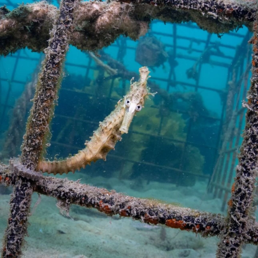 Chi tiết chiếc đuôi xoắn độc đáo của loài cá ngựa đại dương