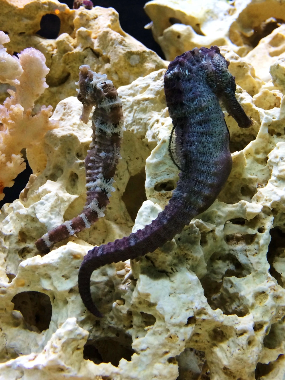 Hình ảnh cá ngựa đen nổi bật trên nền cát trắng mịn