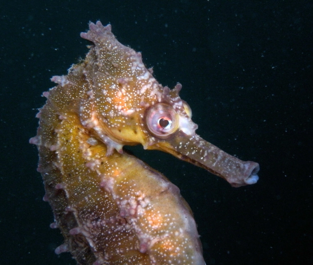 Vẻ đẹp kỳ diệu của cá ngựa trong ánh bình minh dưới biển