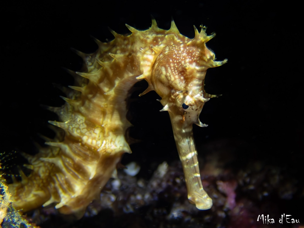 Cá ngựa đỏ rực rỡ làm điểm nhấn cho bức tranh đại dương