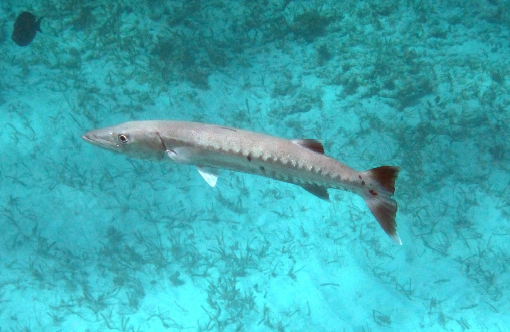 Món cá nhồng nướng thơm ngon đặc sản