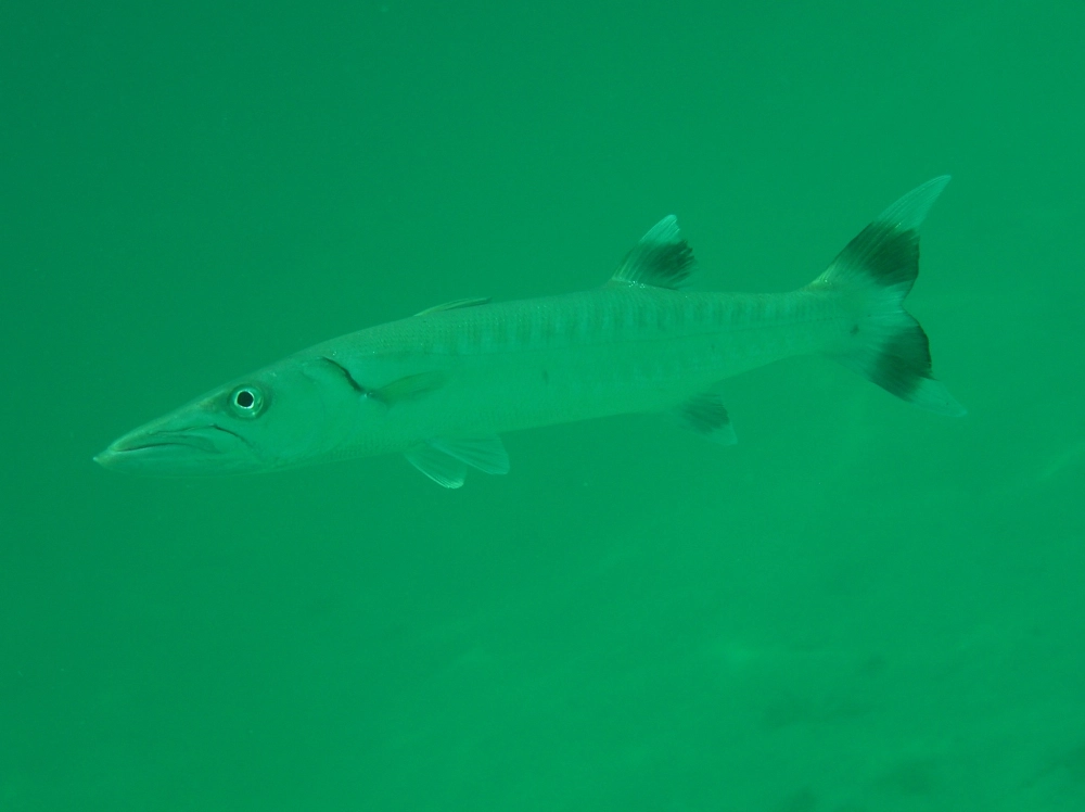 Cá nhồng bơi theo đàn tạo nên cơn lốc bạc