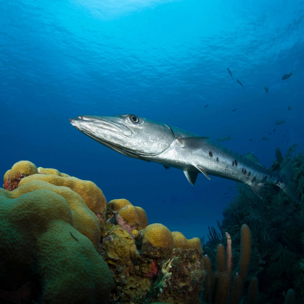 Đàn cá nhồng sọc bơi lượn đẹp mắtCá nhồng săn cá nhỏ trong rạn san hô