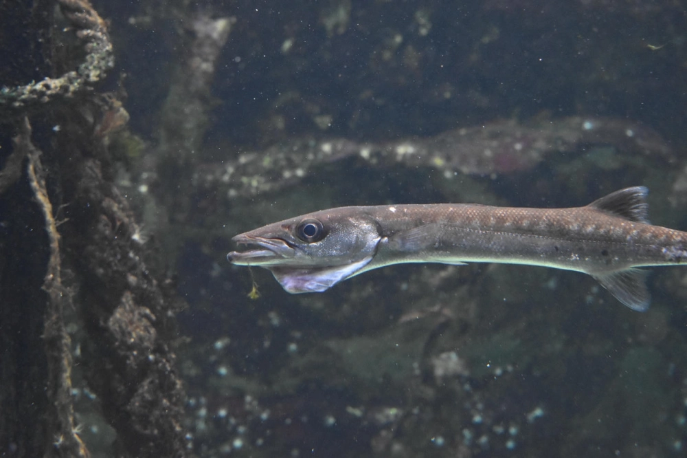 Cá nhồng đen ẩn mình trong làn nước thẳm