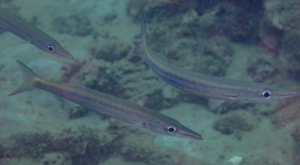 Cá nhồng răng sắc săn mồi dưới rạn san hô