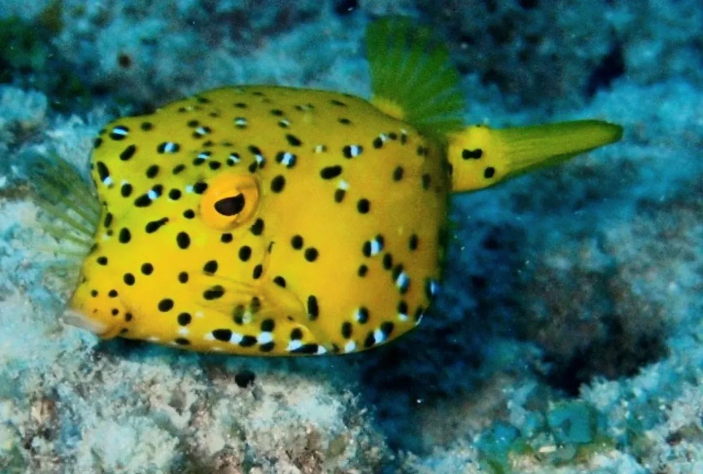 Màu sắc rực rỡ của cá nóc đuôi quạt trong hồ kính