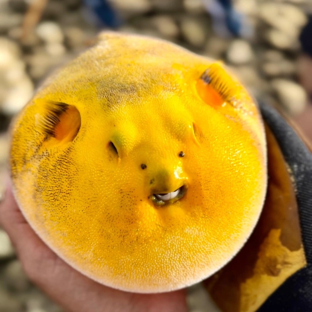 Đàn cá nóc nhỏ tìm kiếm thức ăn ven bờ đá