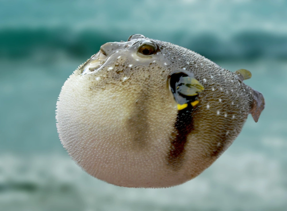 Cá nóc và mối quan hệ cộng sinh với hệ sinh thái biển