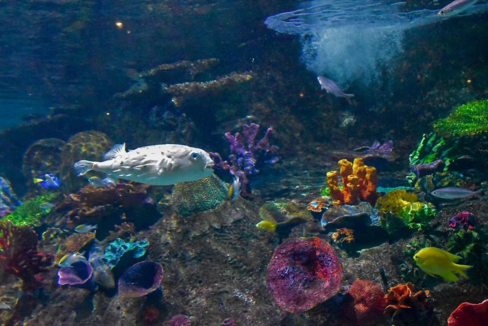 Hình ảnh cá nóc hộp màu vàng nổi bật giữa đại dương